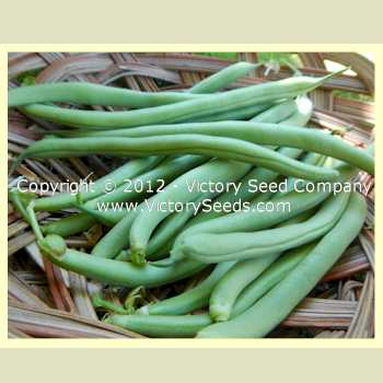 pixall green bean harvesters craigslist